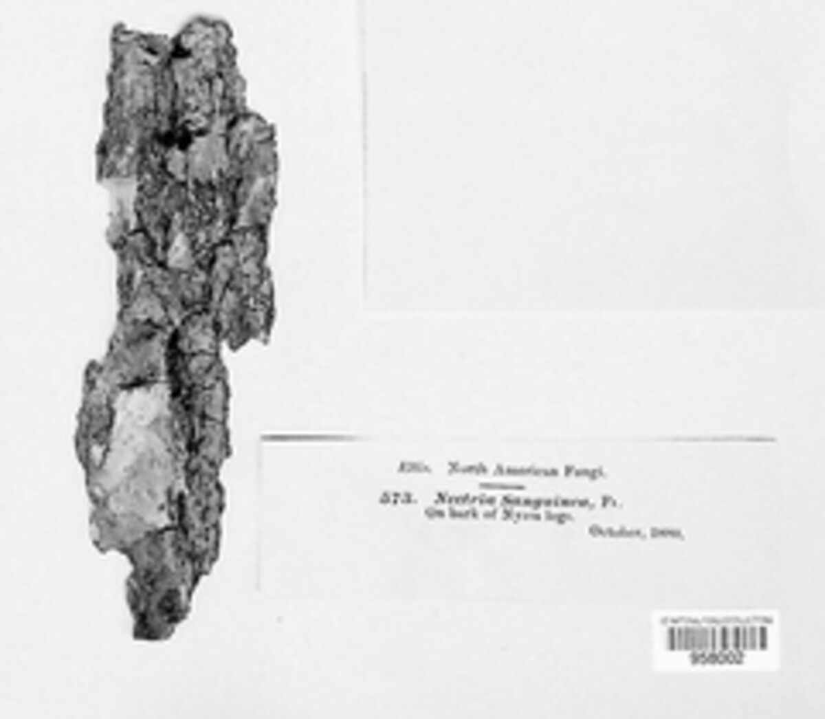 Dialonectria sanguinea image